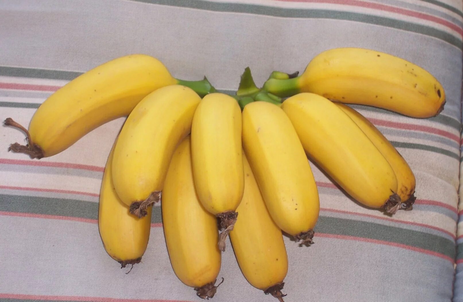 банан сорт пигмей. бананы мини. королевские бананы. бананос каладос. карликовый банан.