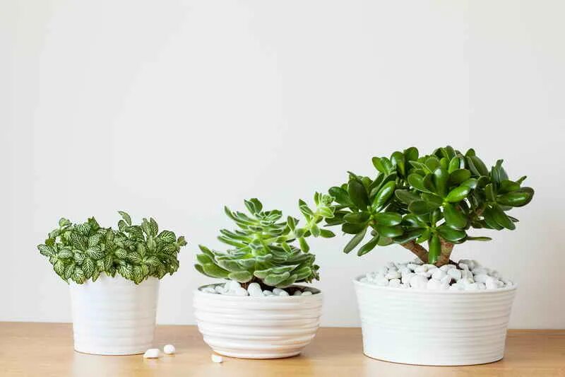 Комнатные растения приносящие. Комнатные растения приносящие. Растения домашние комнатные. Цветущие комнатные растения. Спатифиллум, аихризон и антуриум.