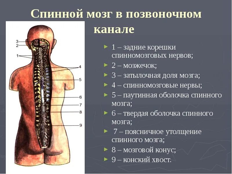 Спиной мзг в позвлночном каеале. Спинной мозг. Расположение спинного мозга человека. Позвоночник и спинной мозг.