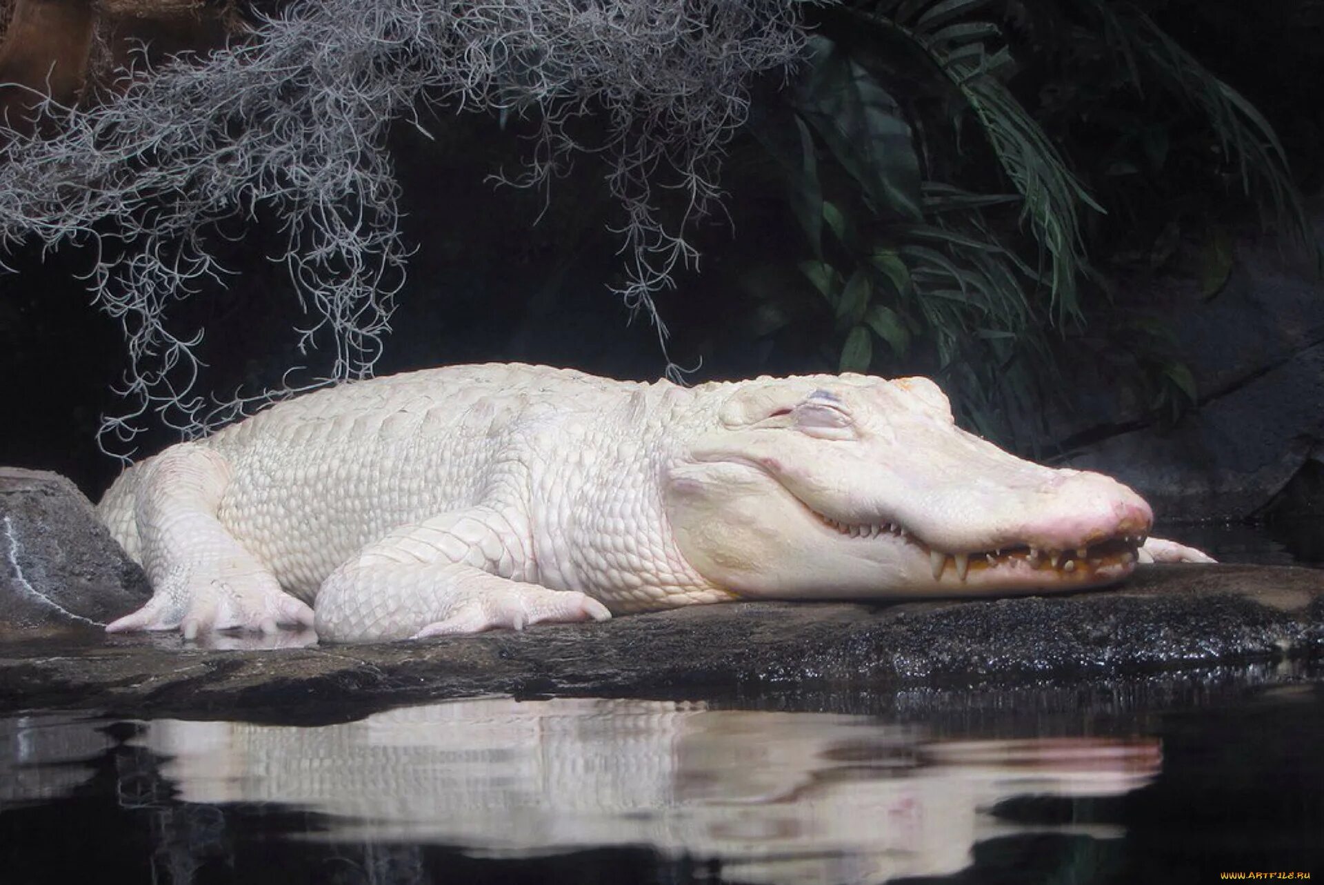 Альбино Аллигатор (Albino Alligator) 1996. Крокодил Аллигатор Кайман гавиал. Гребнистый крокодил альбинос. Миссисипский Аллигатор альбинос.