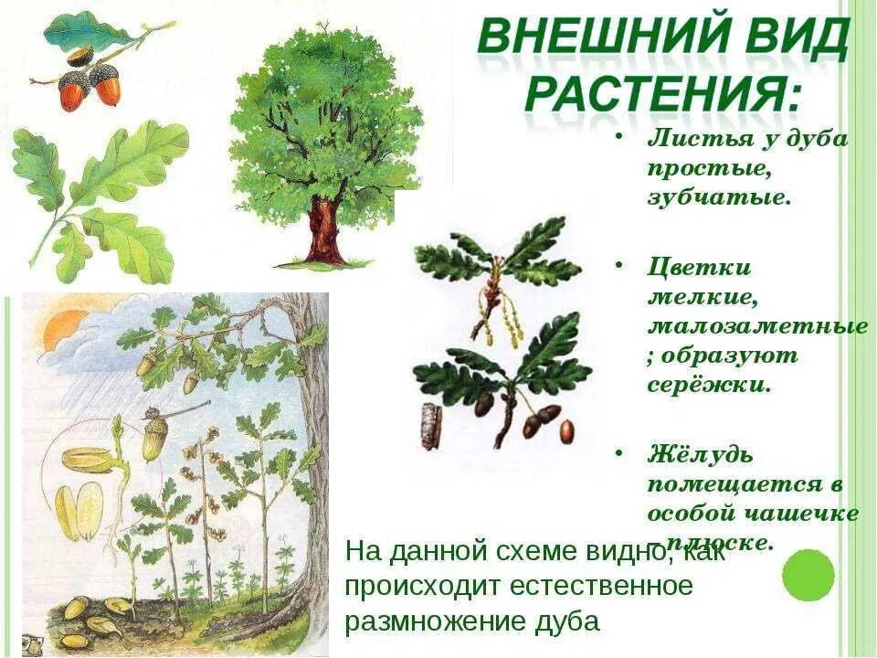 Дерево окружающий. Хар ка листа дуба. Строение дуба. Дуб дерево описание. Паспорт дерева дуб.