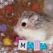 Карта security team в хомяке как открыть