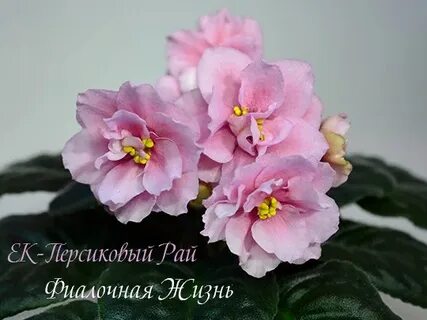 Персиковый рай