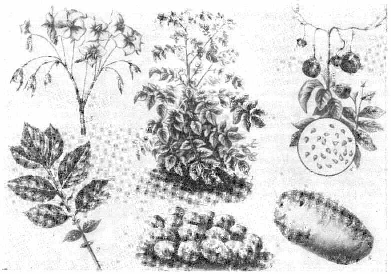 Детям цветы картошки. Картофель клубненосный строение. Цветы картофеля раскраска. Картофель растение рисунок. Полисахариды побегов solanum tuberosum что это.