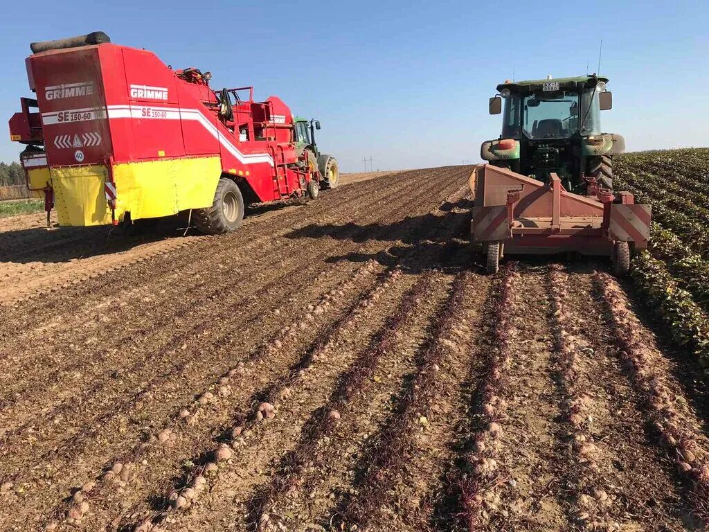 уборка картофеля. уборка картофеля в поле. уборка урожая картофеля. посадка картофеля в хозяйствах. возделывание картофеля.