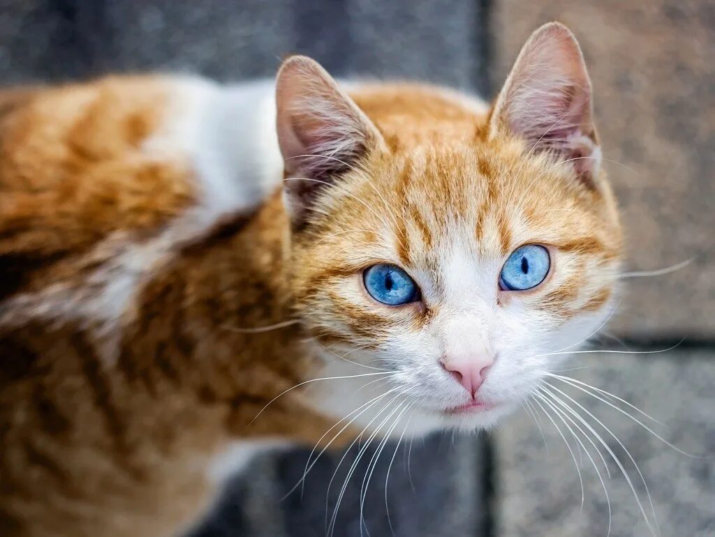 Породы котов с голубыми глазами. Порода кошек Охос азулес. Оху азелес порода кошек. Охар Азалес порода кошек. Охос азулес кошка рыжий.