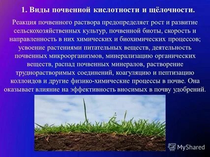 Как почва влияет на жизнь растений