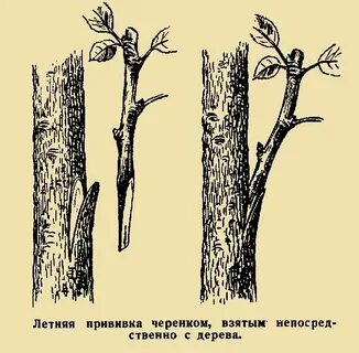 Прививать летом