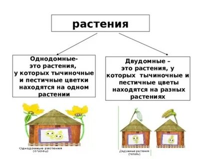 Однодомные и двудомные растения