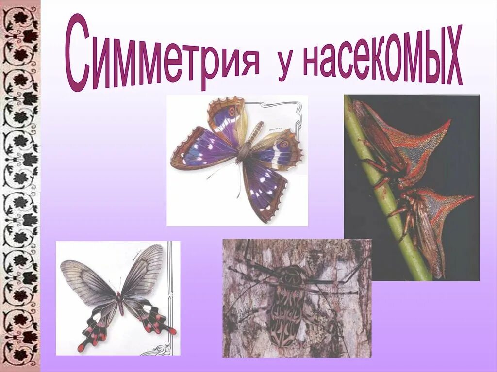 Природная симметрия в архитектуре. Симметрия в природе проект. Симметрия в жизни презентация. Центральная симметрия в природе. Симметрия вокруг нас в природе.