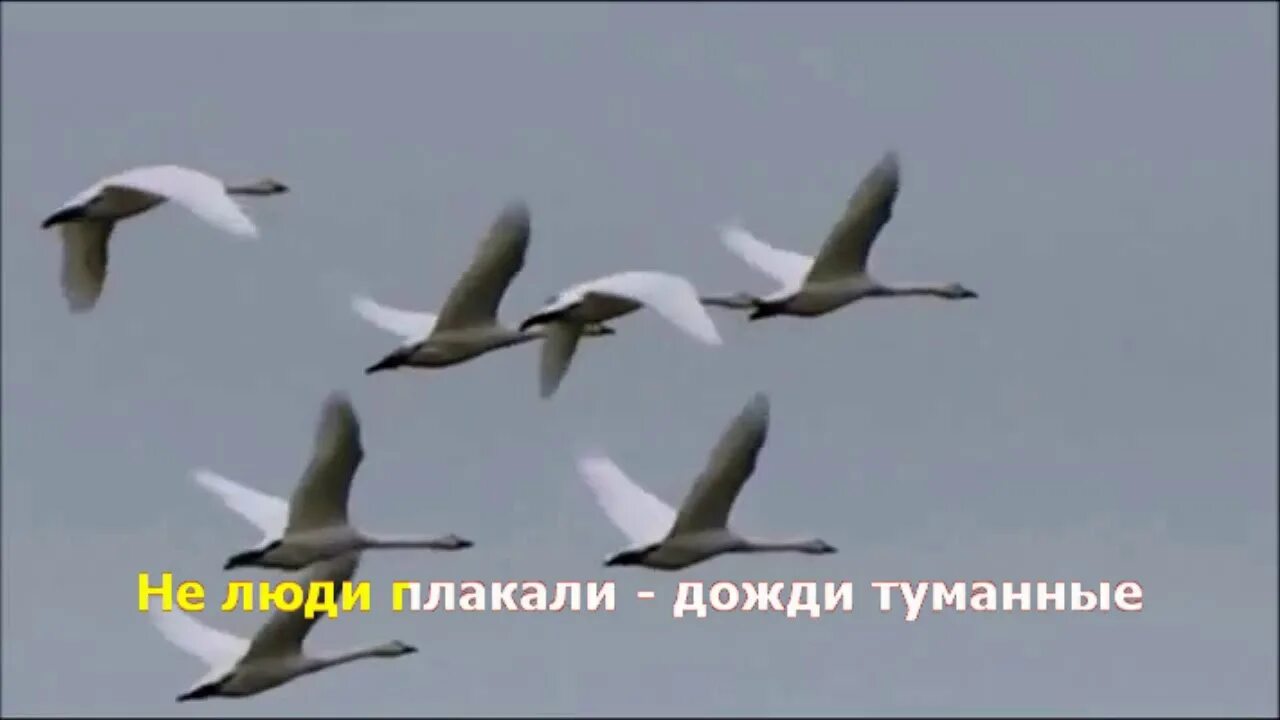 Стая белых лебедей. Духи белый лебедь. Стая белых лебедей. Песня стая белых лебедей. Стая белых лебедей.