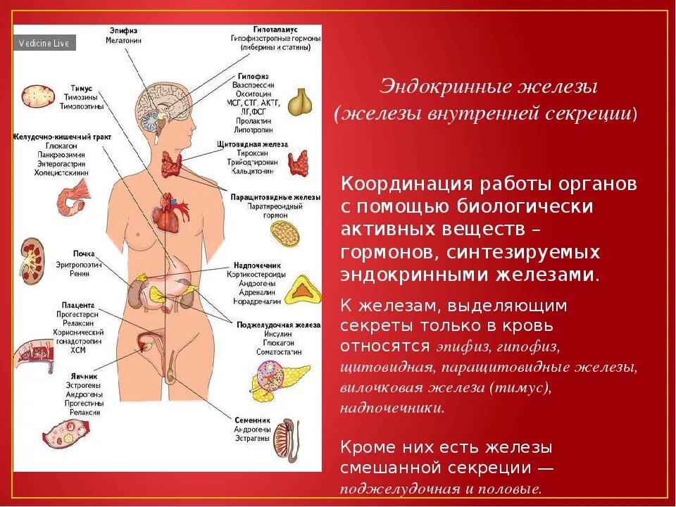 Эндокринные железы. Железы организма человека внутренней секреции. Эндокринные железы человека. Эндокринная система человека железы внутренней секреции