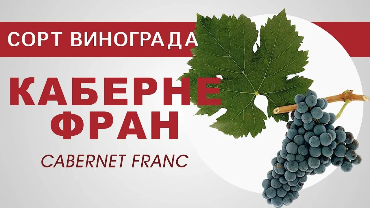 Каберне Фран сорт винограда. Каберне Фран (Cabernet Franc). День вина «Каберне Фран». Виноград Каберне Фран (4 года).