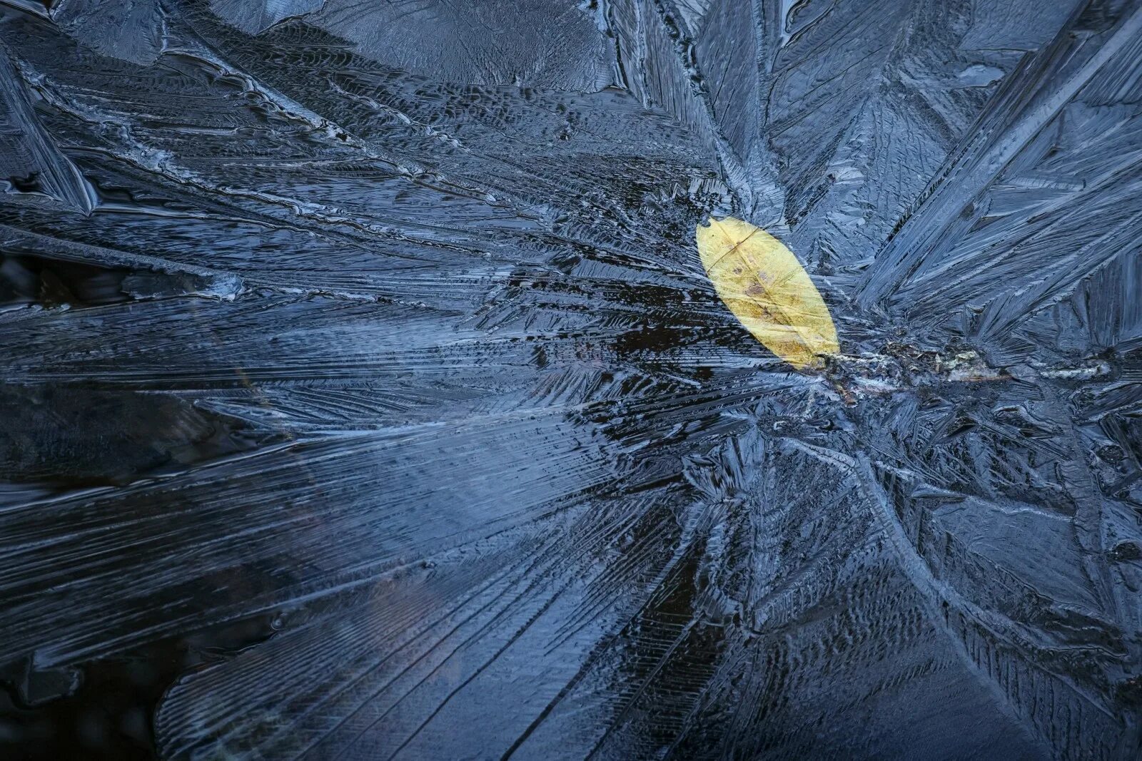 Листья во льду. Лед под микроскопом. Листик во льду. Ледяные листья. Почему зимой металл на ощупь холоднее дерева