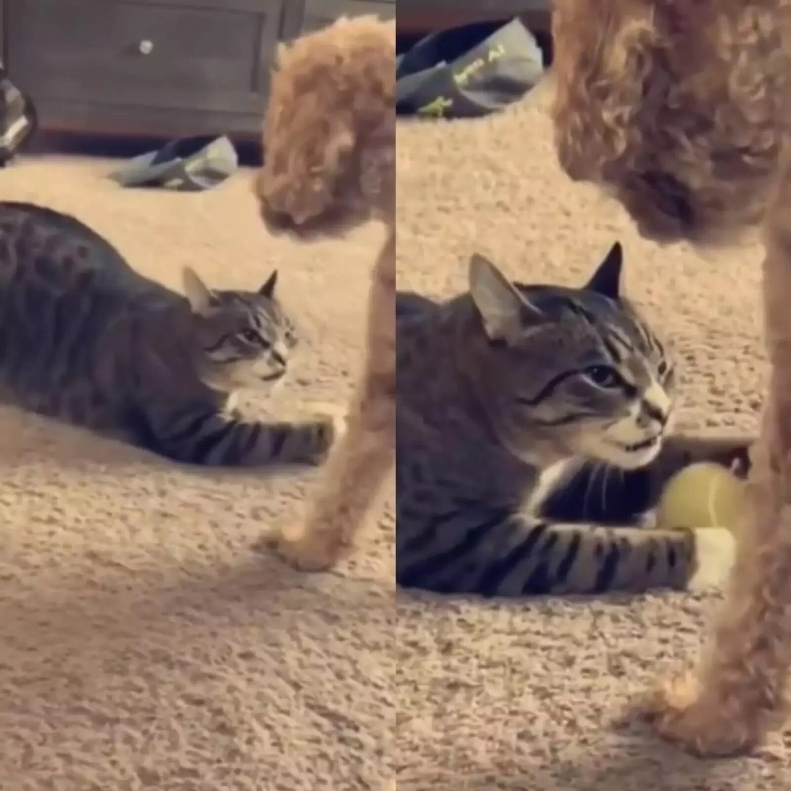 Кот напоминание. Кот напомни. Смешные картинки с imac. Кот напоминает. Порода кошек экзотическая короткошерстная.