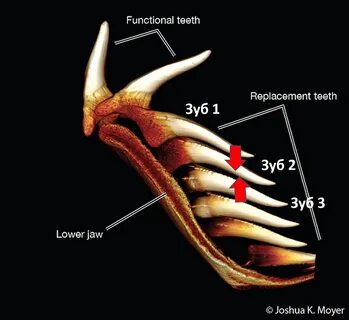 One tooth foot