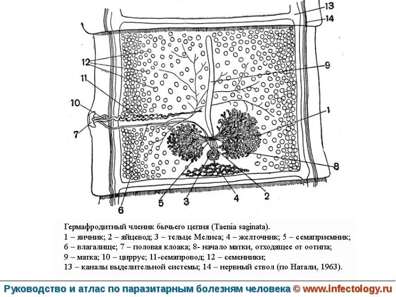 Членики маленьких мальчиков. Строение членика плоского червя. Членики маленьких мальчиков. Членики маленьких мальчиков. Членики маленьких мальчиков.