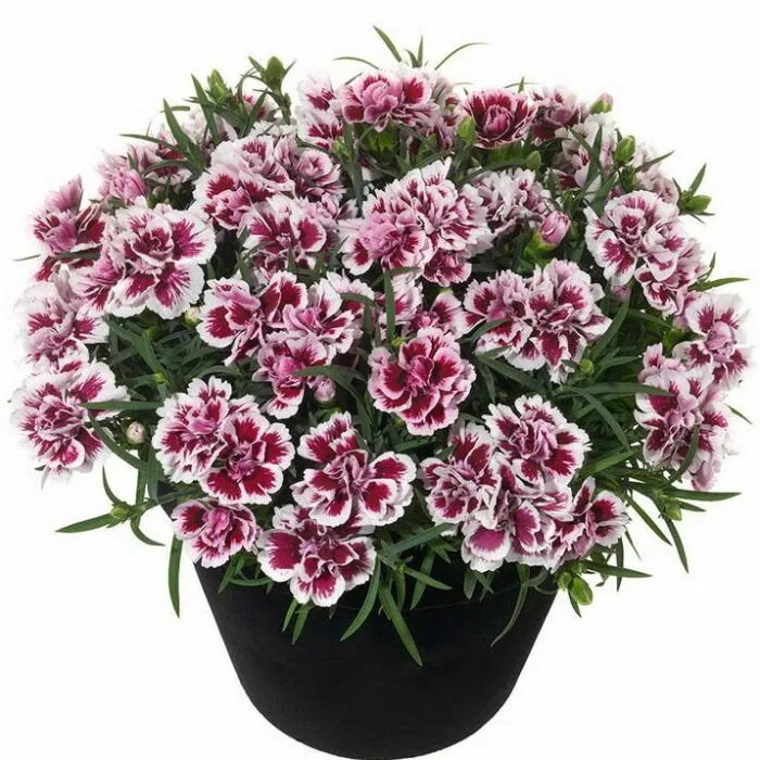 Гвоздика в горшке купить. Гвоздика Sunflor Sofia. Гвоздика Sunflor Bianca. Гвоздика Dianthus Sunflor esta. Гвоздика Dianthus Sunflor Bianca.