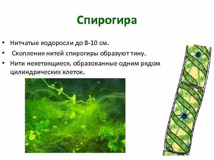 Нитчатая водоросль спирогира. Нитчатая водоросль спирогира встречается. Водоросль спирогира клетки. Многоклеточные нитчатые водоросли.