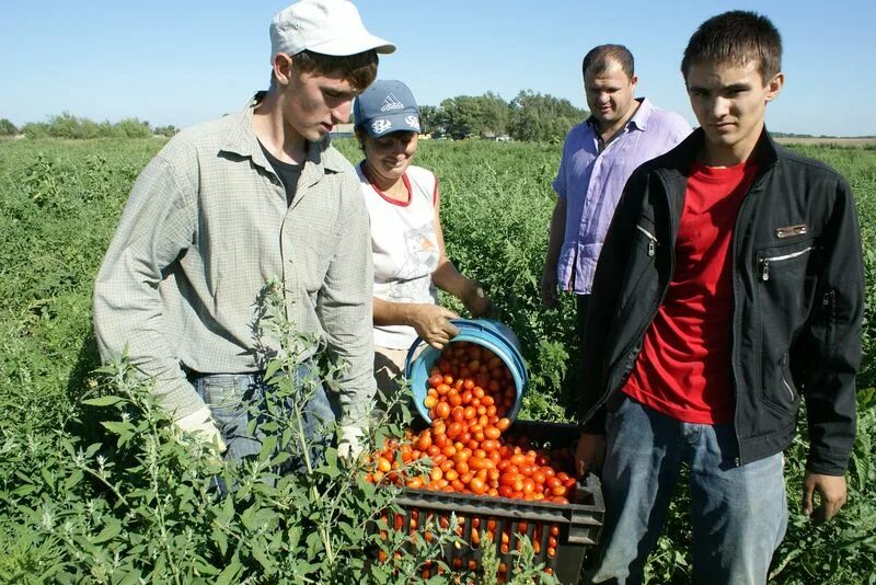 Две бригады овощеводов собрали