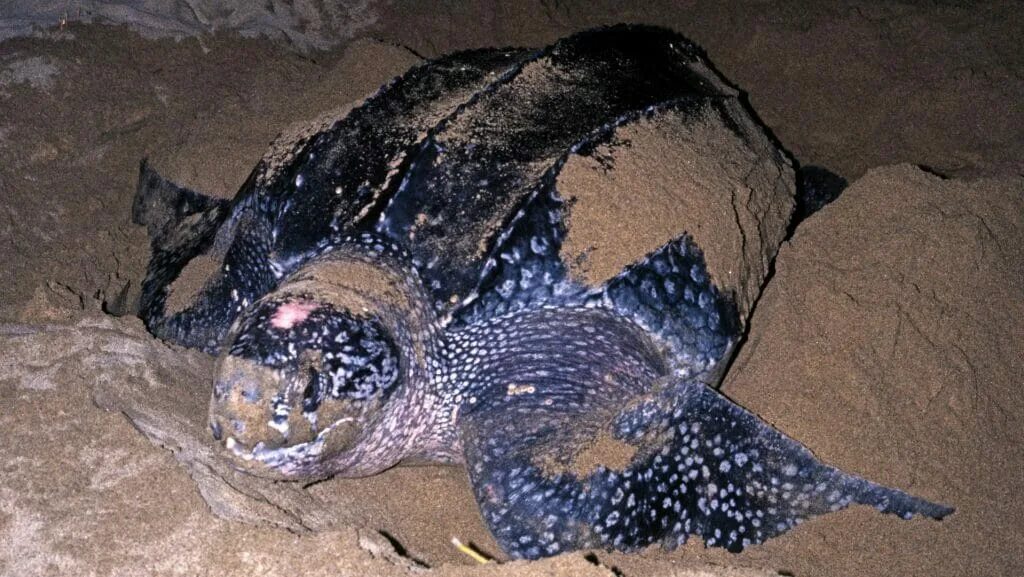Turtles laying eggs