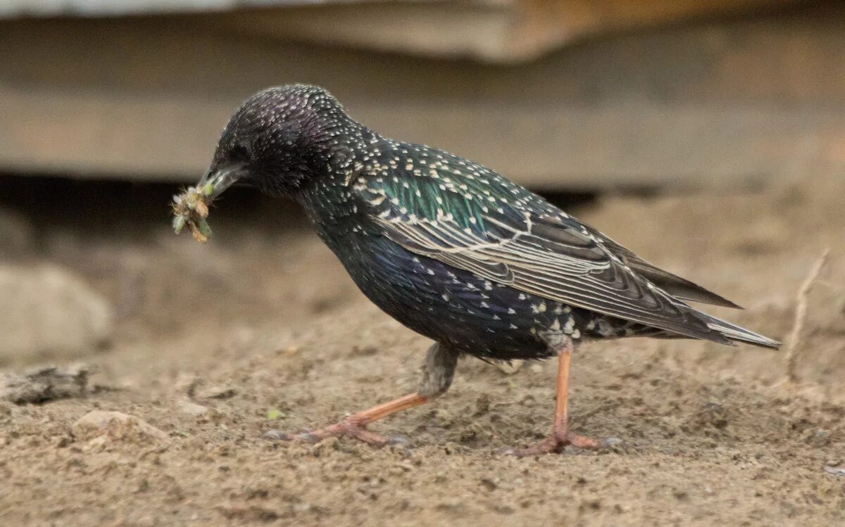 обыкновенный скворец. скворец гусеница. птицы едят насекомых. Sturnus vulgaris. птица ест червяка.