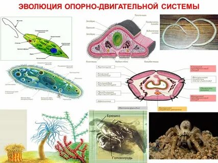 Эволюция опорно двигательной системы