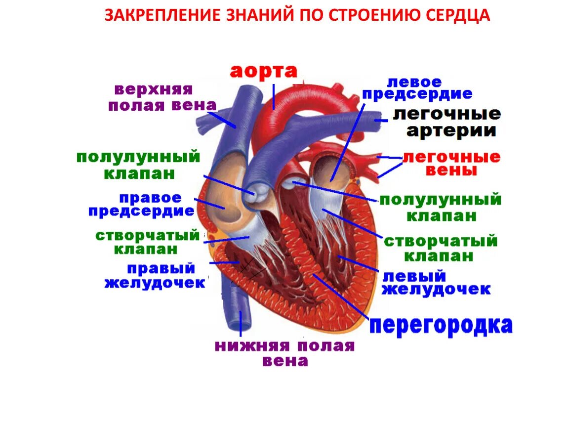 Строение сердца и функции схема. Структуры внутреннего строения сердца. Строение и работа сердца схема. Строение сердца человека по биологии 8 класс.