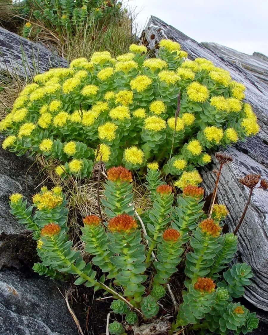 Rhodiola rosea. Золотой корень родиола. Родиола розовая Rhodiola rosea. Родиола розовая (золотой корень) Алтайская. Радиола корень золотой.