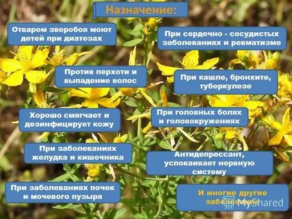 Польза зверобоя для здоровья человека