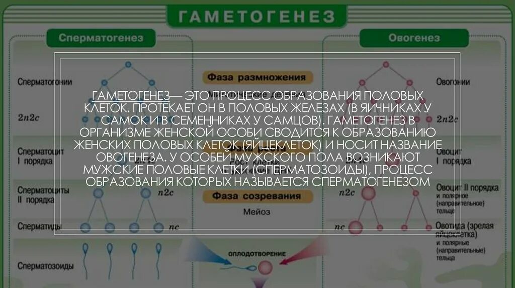 Гаметогенез 10 класс профильный уровень. Образование половых клеток таблица. Процесс гаметогенеза. Периоды гаметогенеза. Процессы стадии гаметогенеза