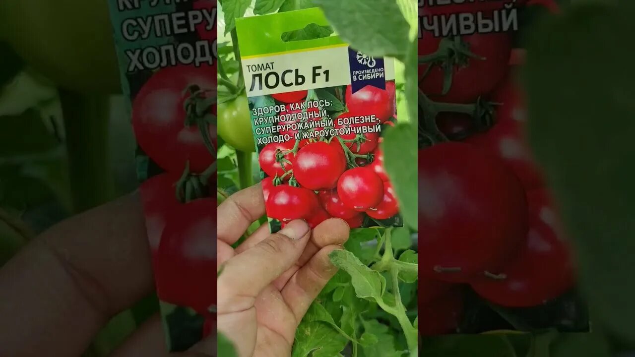 Семена томат "Лось F1" Гипермаркет семян купить по цене 425 ₽ в интернет-магазин