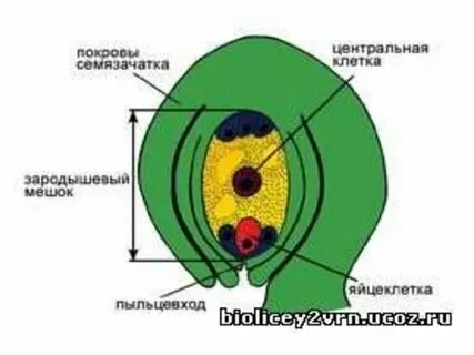 Яйцеклетка в цветке расположена