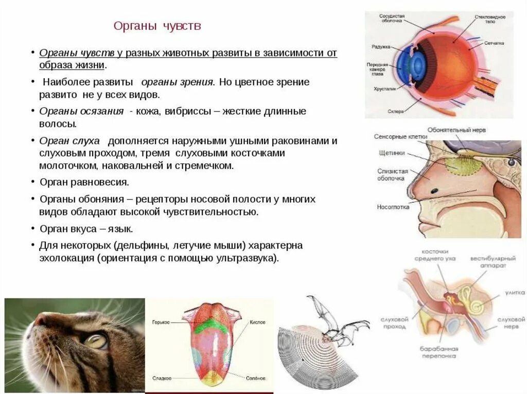 Общее строение организма животного это. Органы чувств млекопитающих 7 класс биология. Эволюция органа слуха у животных. Органы чувств у млекопитающих 7 класс биология таблица. Биология 7 класс Эволюция органов слуха у позвоночных животных.