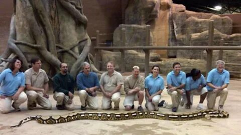 Longest snake