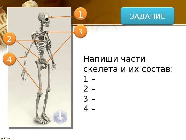 Из каких частей состоит скелет. Напиши части скелета и их состав. Схема ОДС. ОДС скелет.