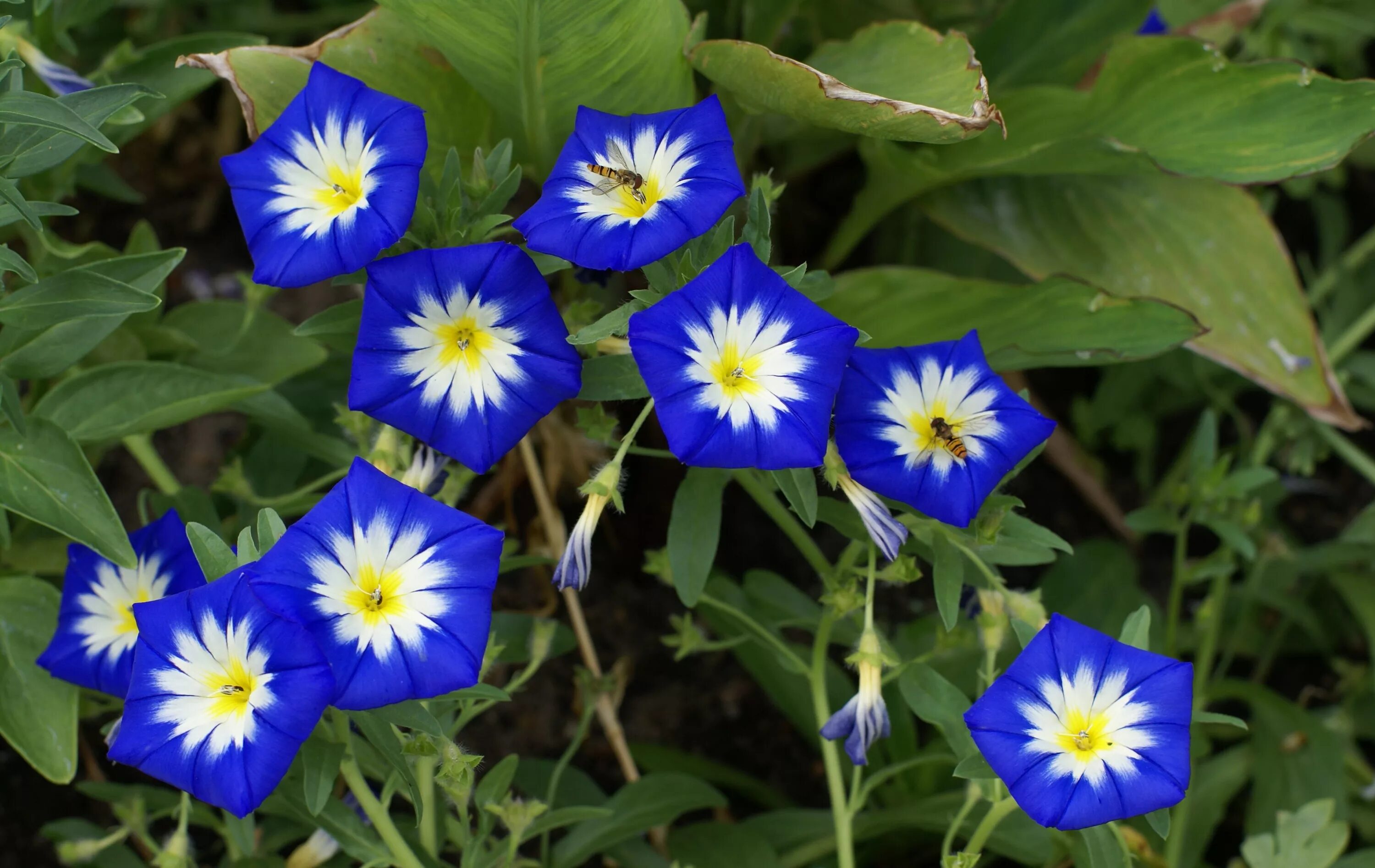 Вьюнок выращивание из семян. Ипомея пурпурная. Вьюнок выращивание из семян. Ипомея вьюнок. Ипомея однолетник.