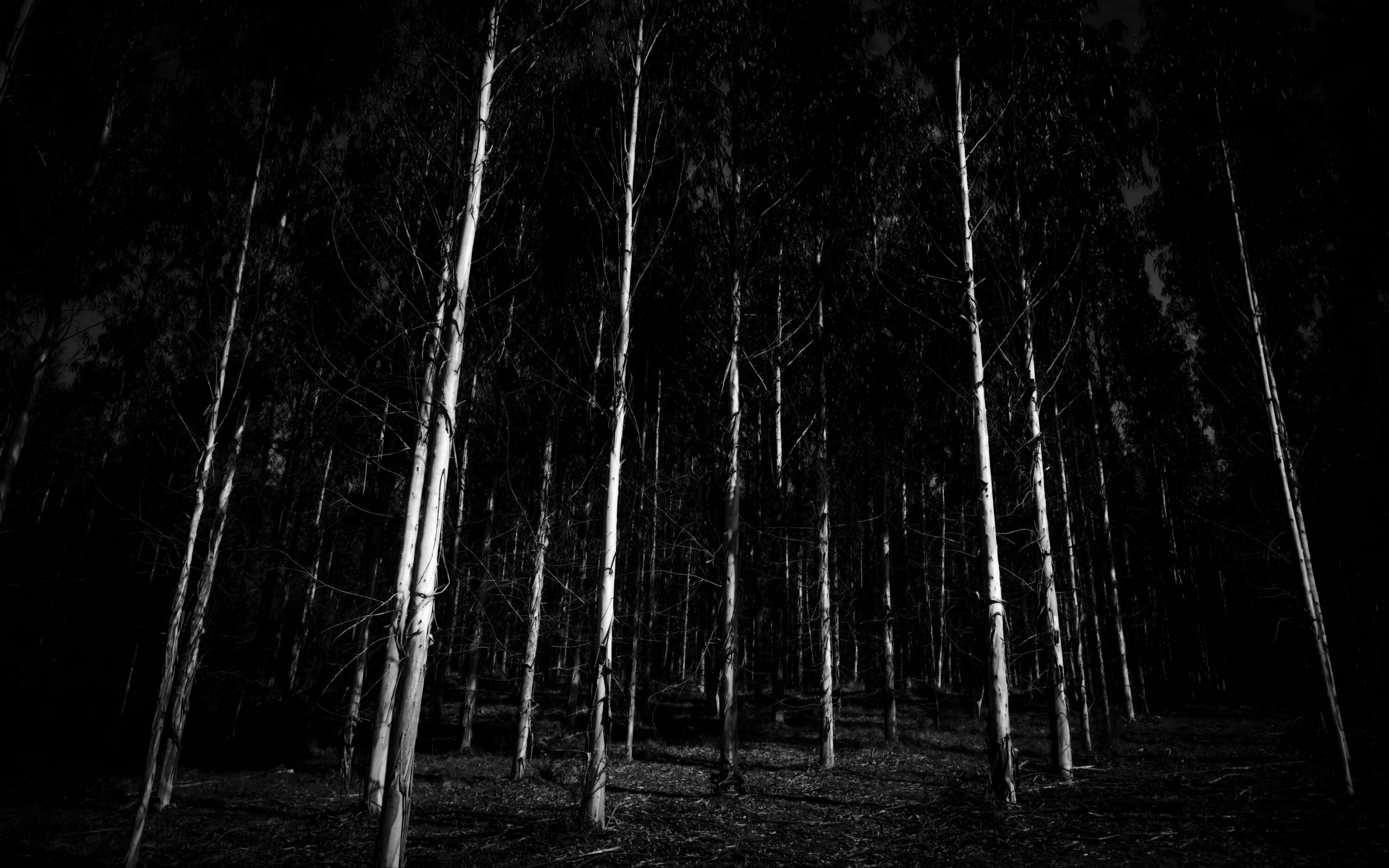 Самый черный лес. Мрачный лес. Темный лес. Страшный лес. Лес чб.
