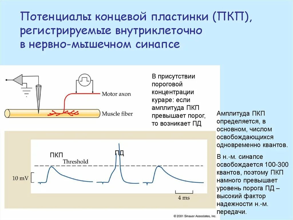 Передача возбуждения по нерву или мышце объясняется