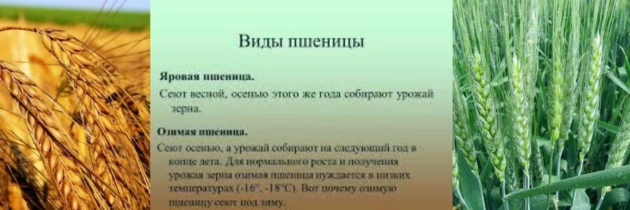 Какие зерновые культуры выращивали в россии. Озимая и Яровая пшеница. Условия возделывания Яровой пшеницы. Виды пшеницы озимая и Яровая. Зерновые культуры культура пшеница озимая.