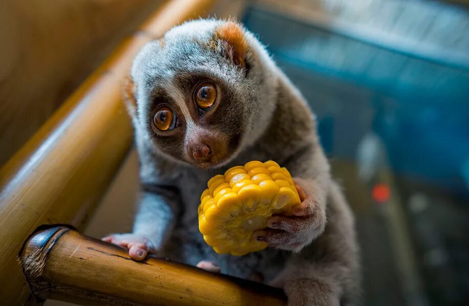 Лемур лори. Лори ест. Лемур лори малыш. Лори галаго. Лори ест.