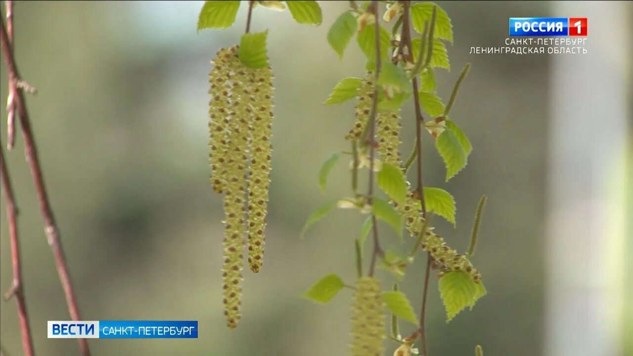 Пыльца березы в нижнем. Цветение березы Петербург. Пыльца от березы. Березка пыльца. Березовая перга.