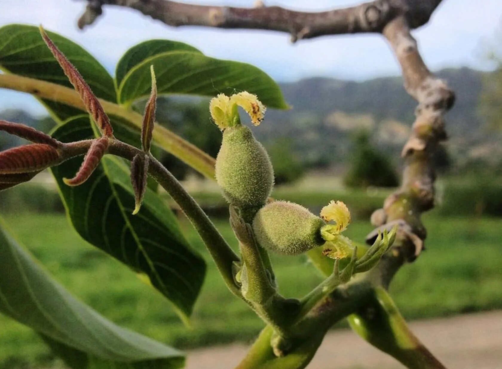 Цветущее дерево ореха. Орех грецкий juglans regia соцветие. цветение грецкого ореха. грецкий орех дерево цветение. серёжка соцветие грецкий орех.