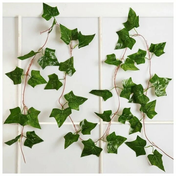 Incorporating English Ivy in Your Landscaping English ivy plant, Ivy plants, Eng
