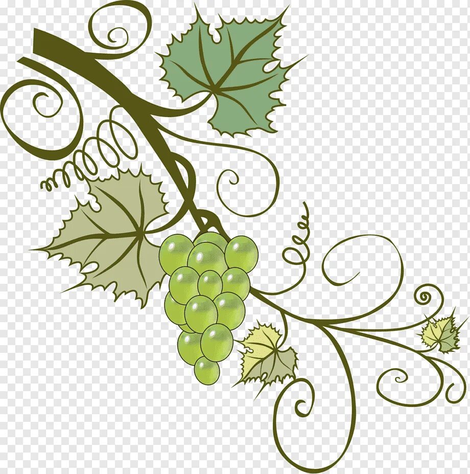 Листья виноградной лозы. Орнамент Виноградная лоза картинки. Лоза Виноградная листья вектор. Виноград орнамент. Ветка винограда.