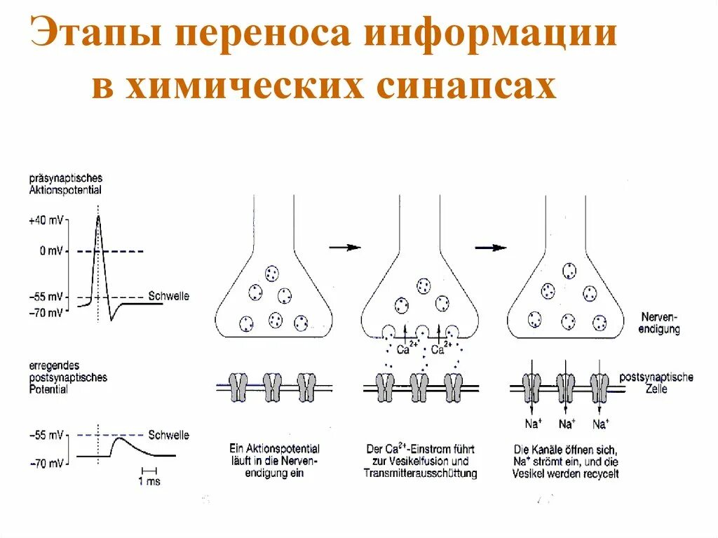 Синапс представляет собой. Механизм передачи в химических синапсах. этапы передачи возбуждения в химических синапсах. механизм передачи возбуждения в синапсах физиология. механизм передачи возбуждения в синапсах электрических и химических.