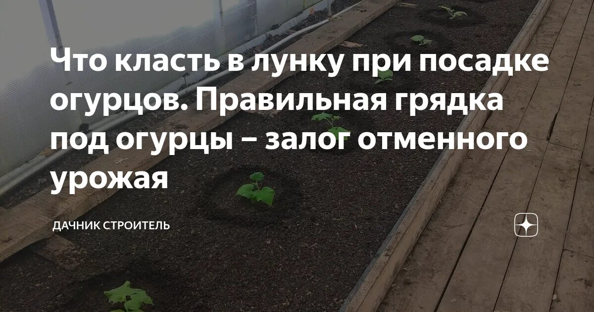 Что класть в лунку при посадке огурцов в открытый грунт. Что класть в лунку при высадке огурцов. Огурцы посадка в лунку. Что положить в лункприпосдке огурцов. Что положить при посадке огурцов