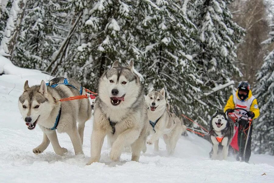 Аляскинская ездовая хаски. Породы ездовых собак. Сибирские хаски ездовые. Породы ездовых собак. Сибирский хаски ездовая собака.