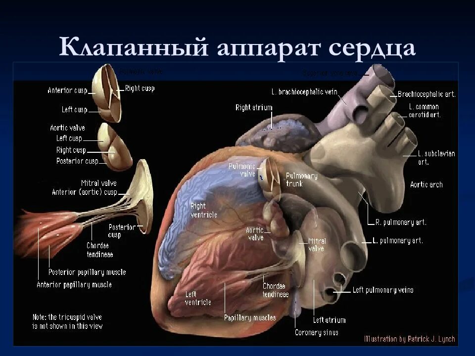 Значение клапанного аппарата сердца. Клапанный аппарат сердца физиология. бесклапанный аппарат сердца. структуры клапанного аппарата сердца. строение клапанного аппарата сердца.
