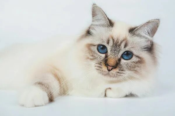 Скромная кошка Дося в добрые руки. Москва МО ...Поможем котёнку Мышкину и друг